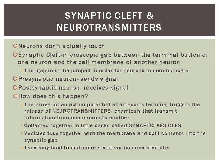 SYNAPTIC CLEFT & NEUROTRANSMITTERS Neurons don’t actually touch Synaptic Cleft-microscopic gap between the terminal