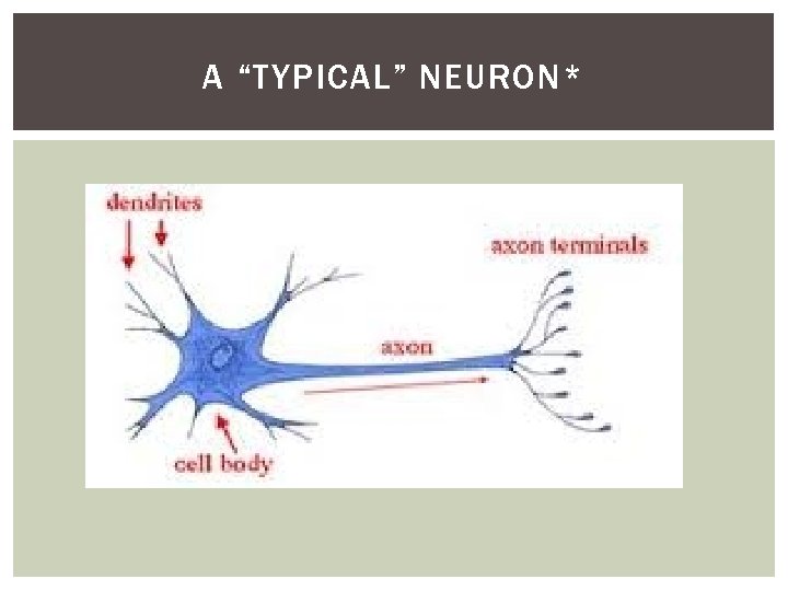 A “TYPICAL” NEURON* 