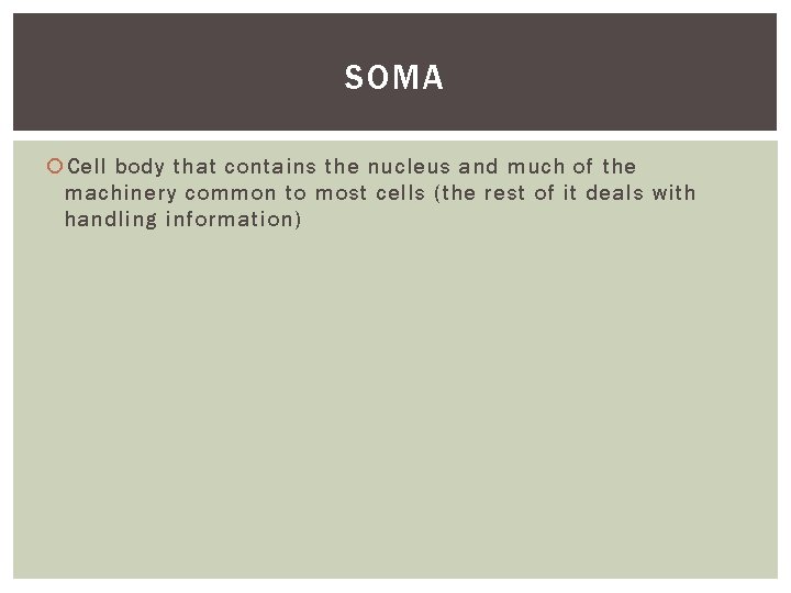 SOMA Cell body that contains the nucleus and much of the machinery common to