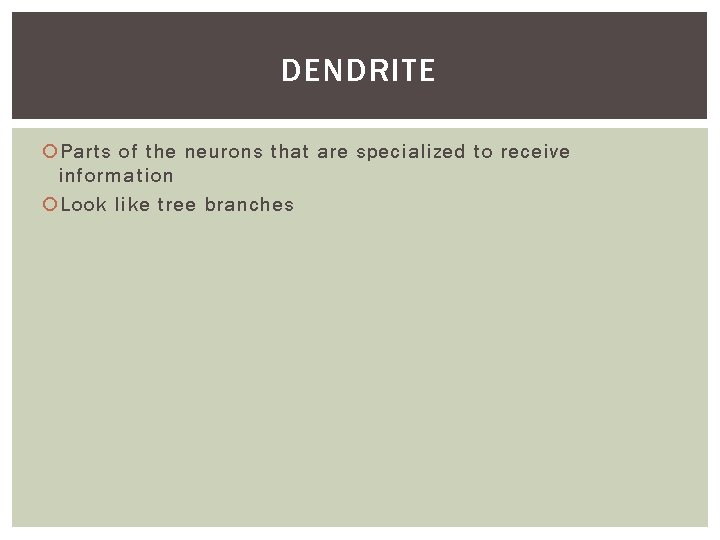 DENDRITE Parts of the neurons that are specialized to receive information Look like tree