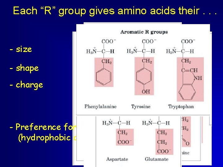 Each “R” group gives amino acids their. . . - size - shape -