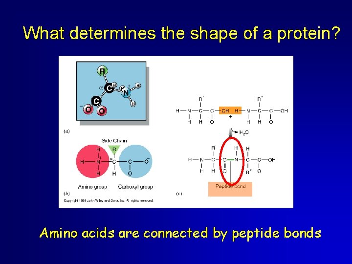 What determines the shape of a protein? Amino acids are connected by peptide bonds