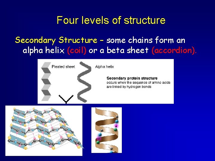 Four levels of structure Secondary Structure – some chains form an alpha helix (coil)