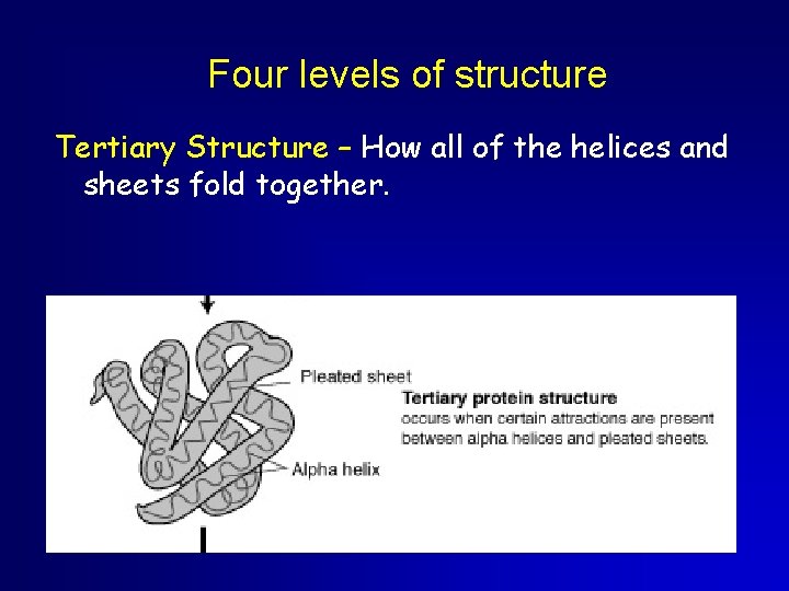 Four levels of structure Tertiary Structure – How all of the helices and sheets