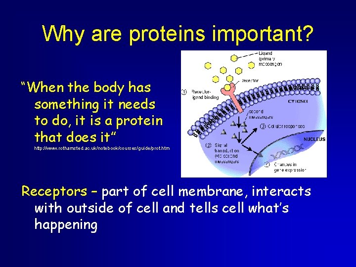 Why are proteins important? “When the body has something it needs to do, it