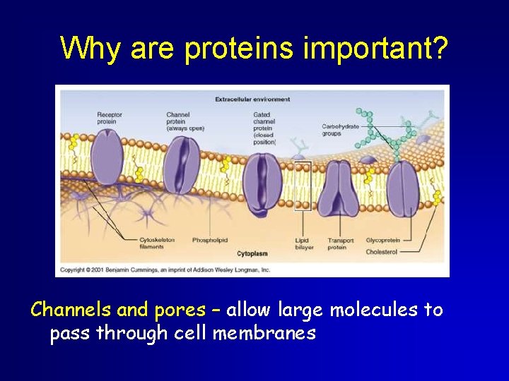 Why are proteins important? Channels and pores – allow large molecules to pass through