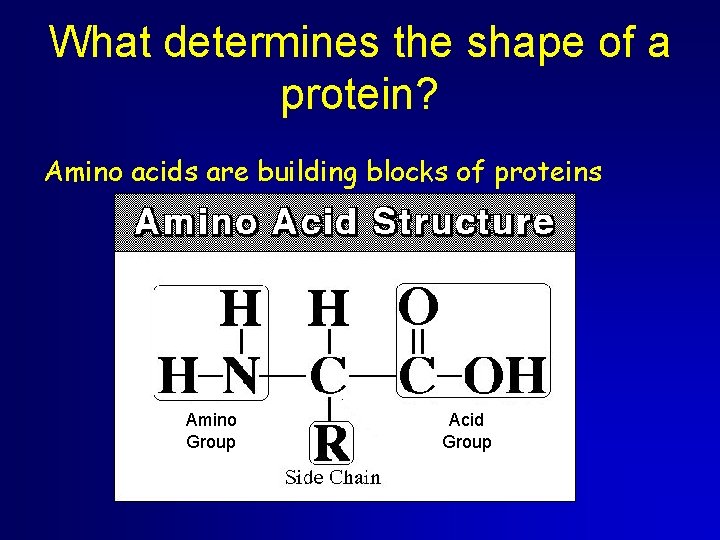What determines the shape of a protein? Amino acids are building blocks of proteins