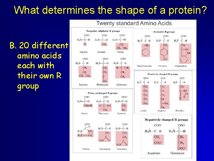 What determines the shape of a protein? B. 20 different amino acids each with