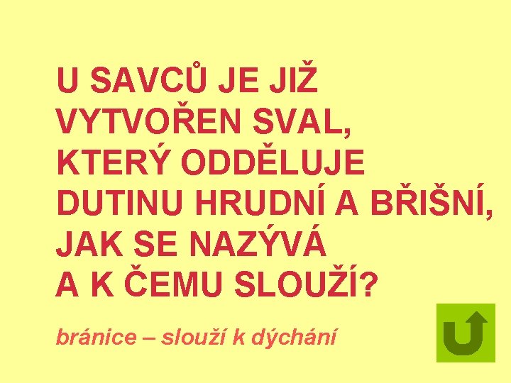 U SAVCŮ JE JIŽ VYTVOŘEN SVAL, KTERÝ ODDĚLUJE DUTINU HRUDNÍ A BŘIŠNÍ, JAK SE