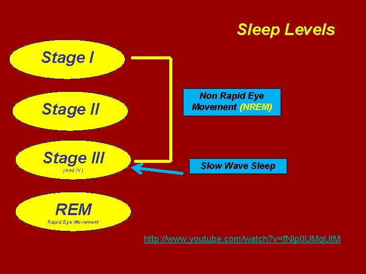 Sleep Levels Stage III (And IV) Non Rapid Eye Movement (NREM) Slow Wave Sleep