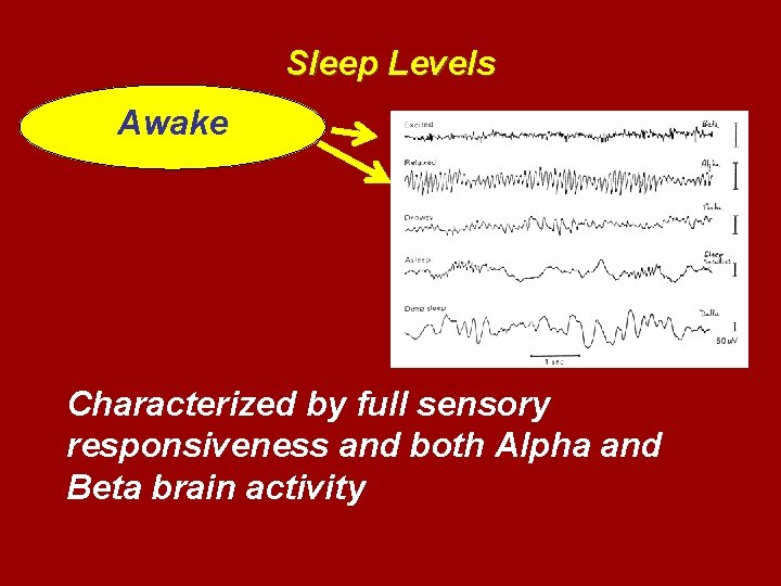 Sleep Levels Awake Characterized by full sensory responsiveness and both Alpha and Beta brain