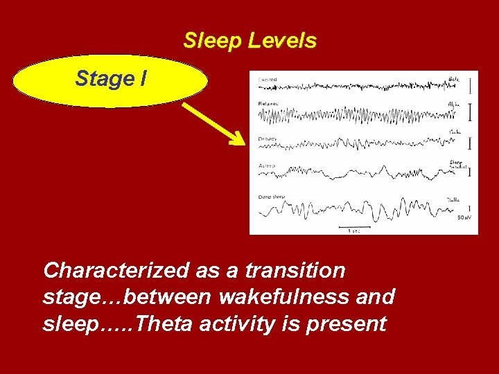 Sleep Levels Stage I Characterized as a transition stage…between wakefulness and sleep…. . Theta