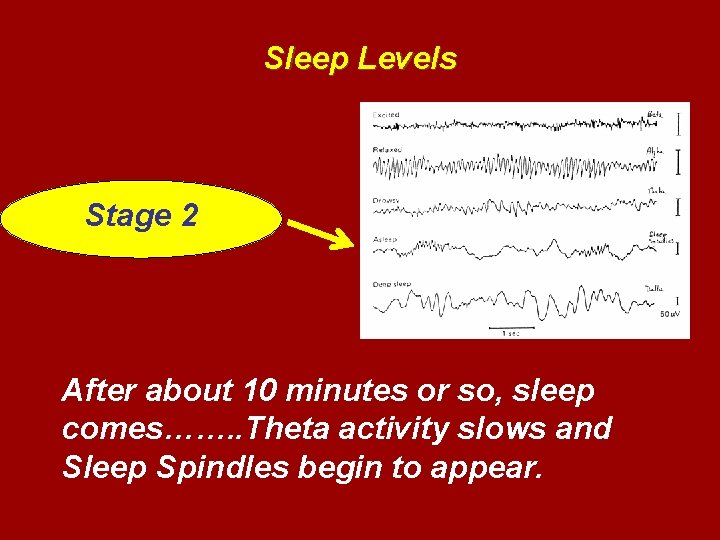 Sleep Levels Stage 2 After about 10 minutes or so, sleep comes……. . Theta