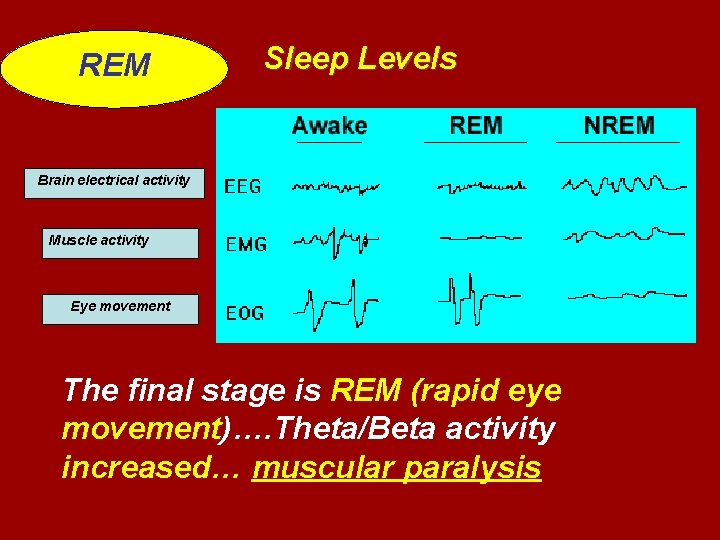 REM Sleep Levels Brain electrical activity Muscle activity Eye movement The final stage is