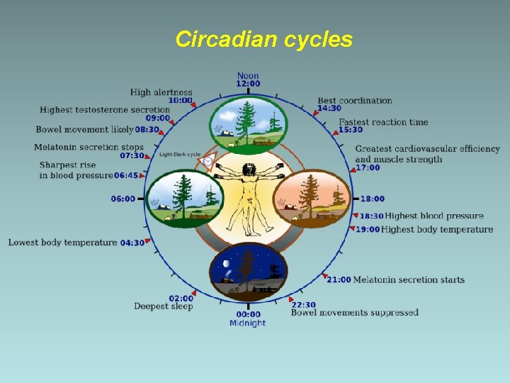 Circadian cycles 