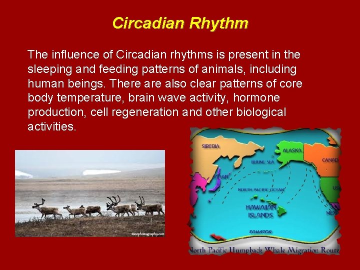 Circadian Rhythm The influence of Circadian rhythms is present in the sleeping and feeding