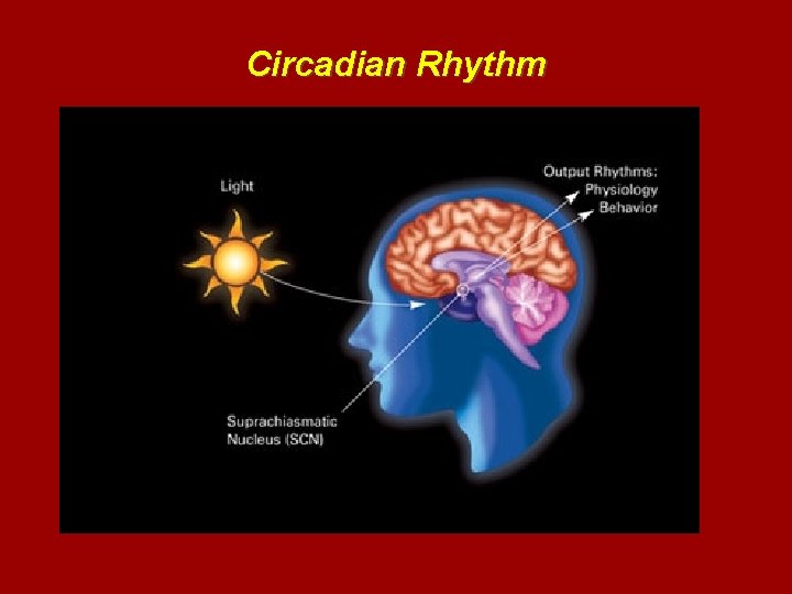 Circadian Rhythm 