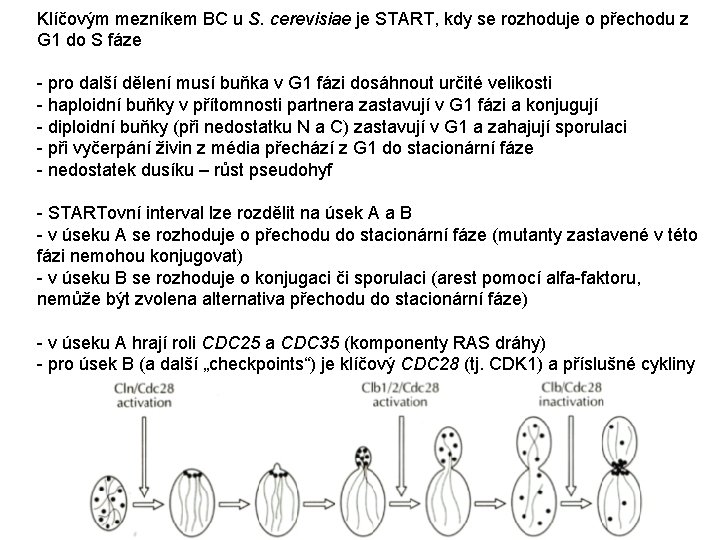 Klíčovým mezníkem BC u S. cerevisiae je START, kdy se rozhoduje o přechodu z