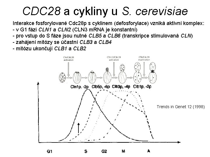 CDC 28 a cykliny u S. cerevisiae Interakce fosforylované Cdc 28 p s cyklinem