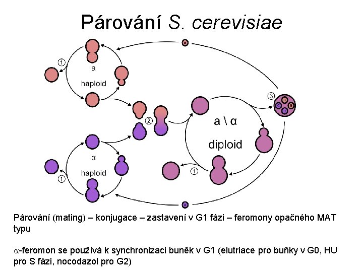 Párování S. cerevisiae Párování (mating) – konjugace – zastavení v G 1 fázi –