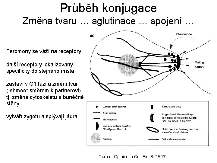 Průběh konjugace Změna tvaru … aglutinace … spojení … Feromony se váží na receptory