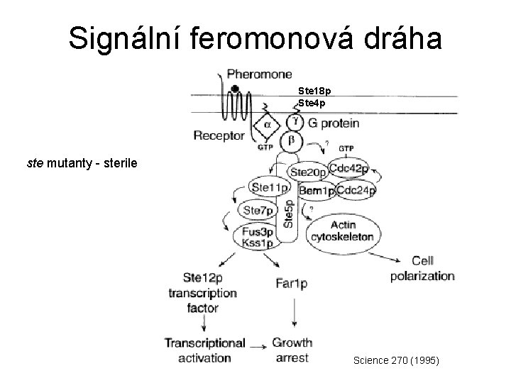 Signální feromonová dráha Ste 18 p Ste 4 p ste mutanty - sterile Science