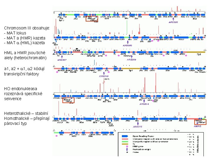 Chromosom III obsahuje: - MAT lokus - MAT a (HMR) kazeta - MAT a