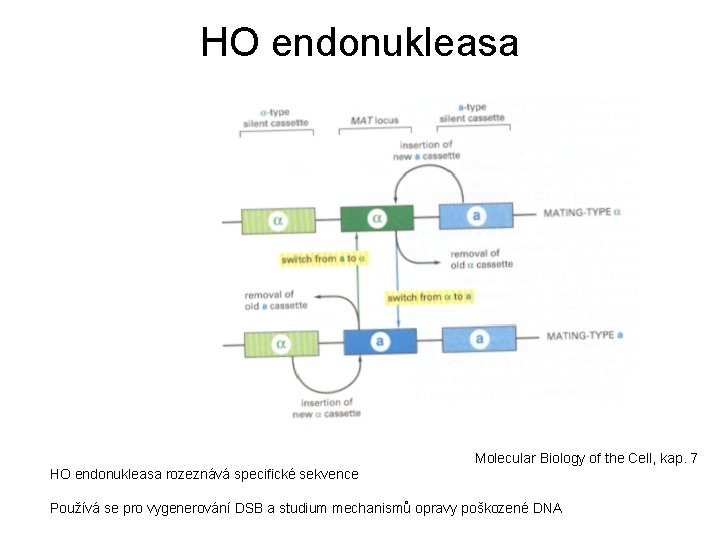 HO endonukleasa Molecular Biology of the Cell, kap. 7 HO endonukleasa rozeznává specifické sekvence