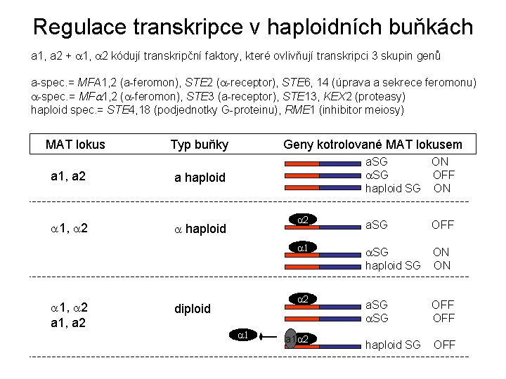 Regulace transkripce v haploidních buňkách a 1, a 2 + a 1, a 2