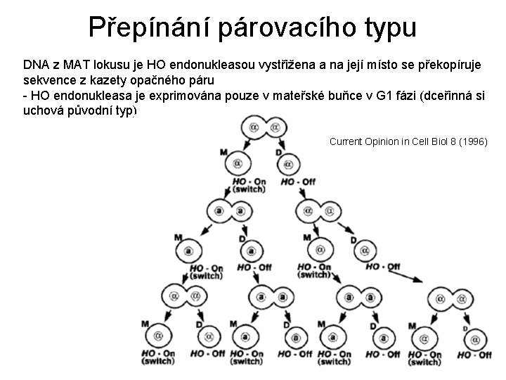 Přepínání párovacího typu DNA z MAT lokusu je HO endonukleasou vystřižena a na její