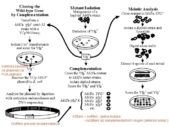 Kontrola závislosti na plasmidu na FOA plotnách Ověření pravosti (mutant+delece) Křížení – ověření -