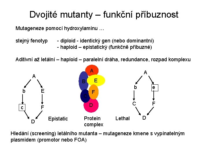 Dvojité mutanty – funkční příbuznost Mutageneze pomocí hydroxylaminu … stejný fenotyp - diploid -