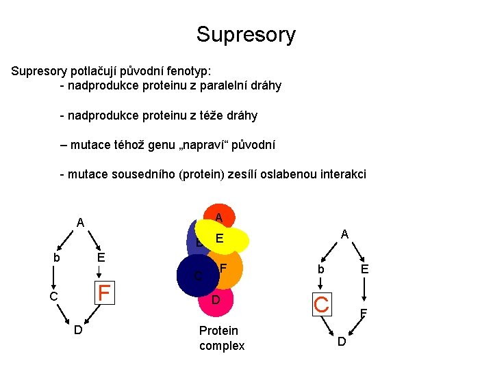 Supresory potlačují původní fenotyp: - nadprodukce proteinu z paralelní dráhy - nadprodukce proteinu z