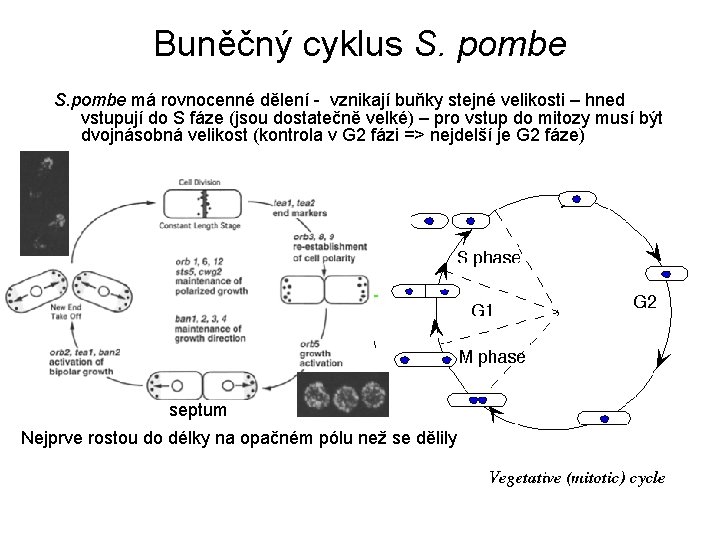 Buněčný cyklus S. pombe má rovnocenné dělení - vznikají buňky stejné velikosti – hned