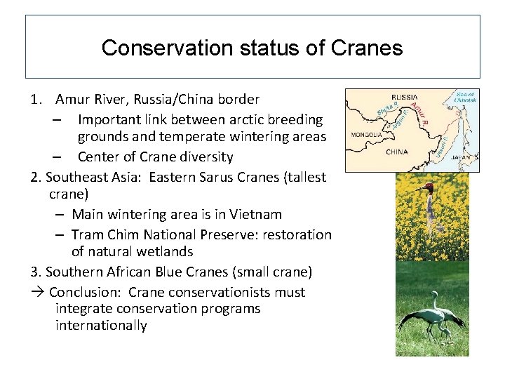 Conservation status of Cranes 1. Amur River, Russia/China border – Important link between arctic