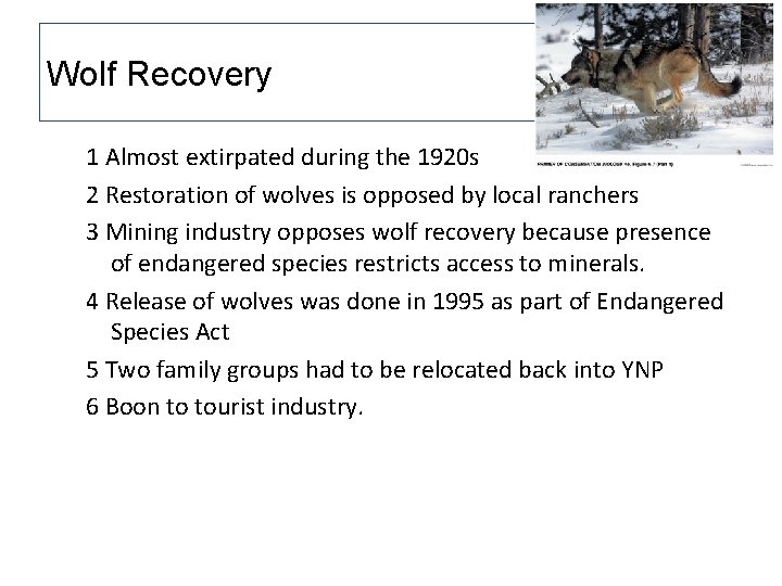 Wolf Recovery 1 Almost extirpated during the 1920 s 2 Restoration of wolves is Wolf Recovery 1 Almost extirpated during the 1920 s 2 Restoration of wolves is