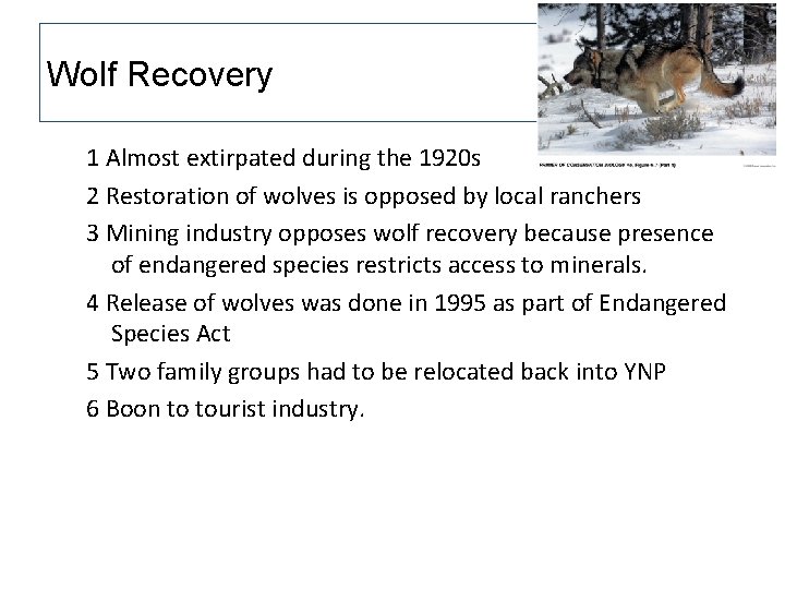 Wolf Recovery 1 Almost extirpated during the 1920 s 2 Restoration of wolves is