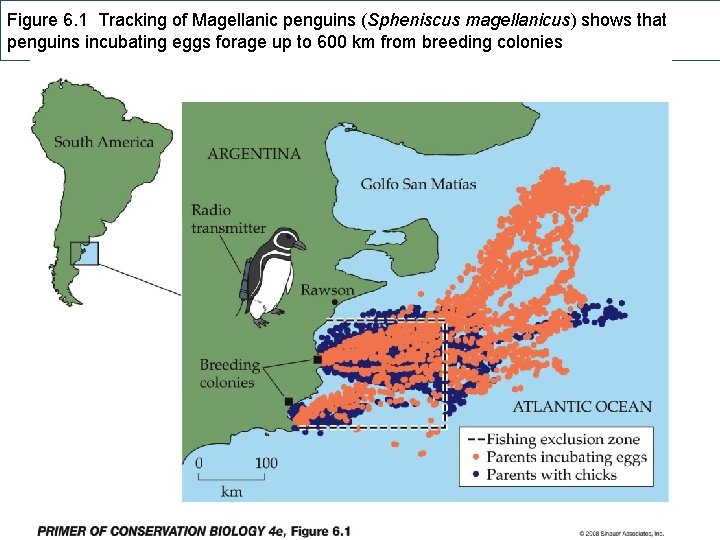 Figure 6. 1 Tracking of Magellanic penguins (Spheniscus magellanicus) shows that penguins incubating eggs Figure 6. 1 Tracking of Magellanic penguins (Spheniscus magellanicus) shows that penguins incubating eggs
