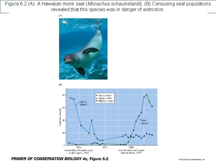 Figure 6. 2 (A) A Hawaiian monk seal (Monachus schauinslandi). (B) Censusing seal populations