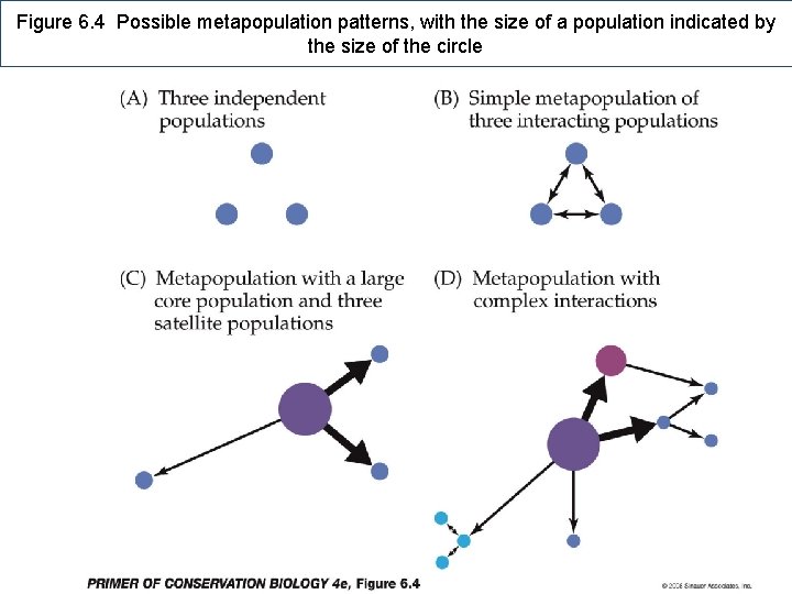 Figure 6. 4 Possible metapopulation patterns, with the size of a population indicated by