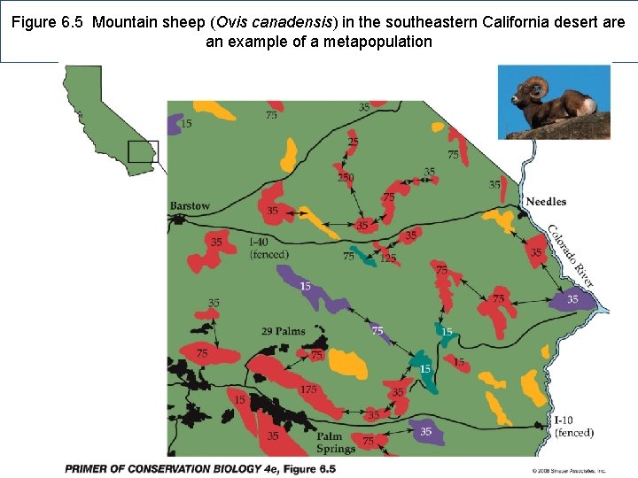 Figure 6. 5 Mountain sheep (Ovis canadensis) in the southeastern California desert are an