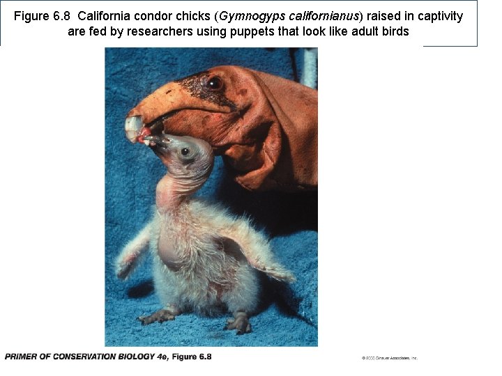 Figure 6. 8 California condor chicks (Gymnogyps californianus) raised in captivity are fed by