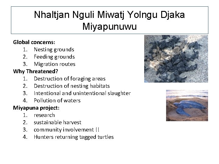 Nhaltjan Nguli Miwatj Yolngu Djaka Miyapunuwu Global concerns: 1. Nesting grounds 2. Feeding grounds