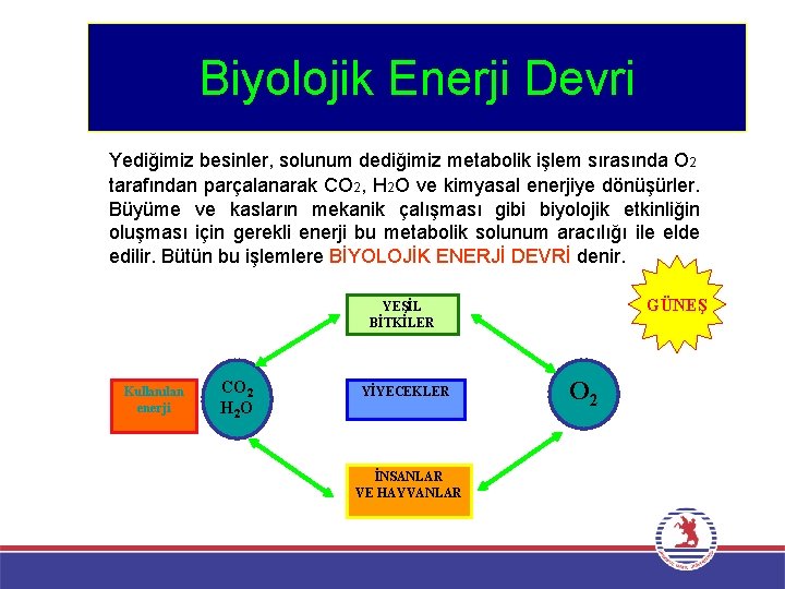 Biyolojik Enerji Devri Yediğimiz besinler, solunum dediğimiz metabolik işlem sırasında O 2 tarafından parçalanarak