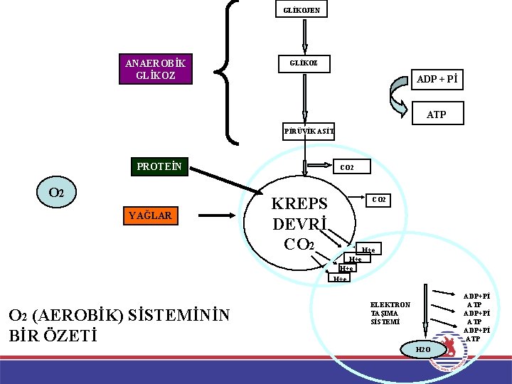 GLİKOJEN ANAEROBİK GLİKOZ ADP + Pİ ATP PİRÜVİK ASİT PROTEİN O 2 YAĞLAR CO