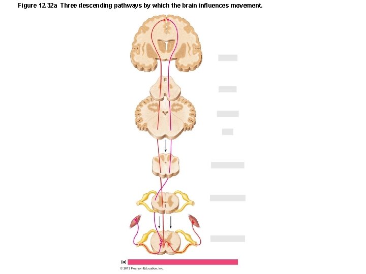 Figure 12. 32 a Three descending pathways by which the brain influences movement. 