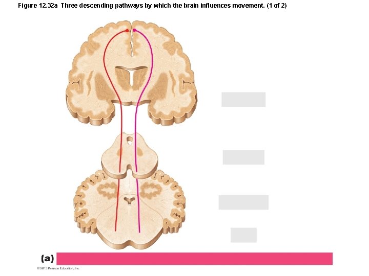 Figure 12. 32 a Three descending pathways by which the brain influences movement. (1