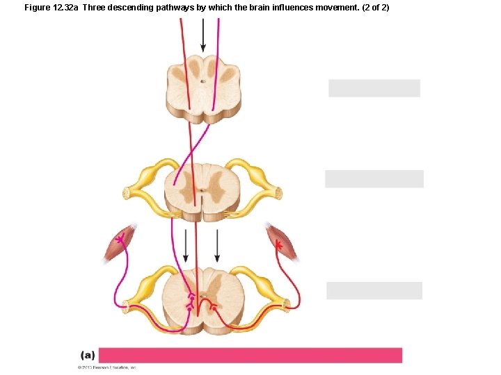 Figure 12. 32 a Three descending pathways by which the brain influences movement. (2