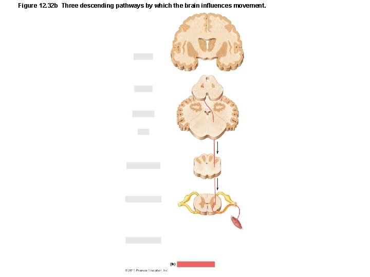 Figure 12. 32 b Three descending pathways by which the brain influences movement. 