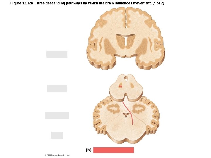 Figure 12. 32 b Three descending pathways by which the brain influences movement. (1